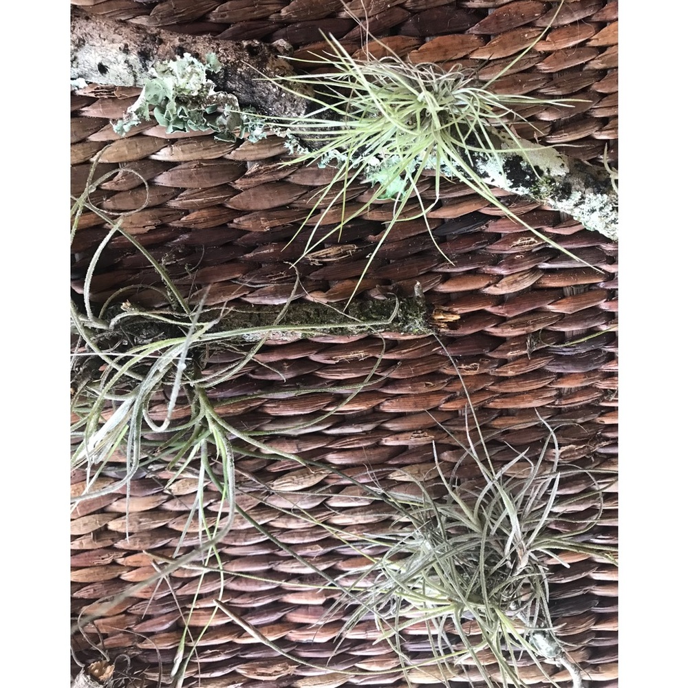 Plants Assorted Tillandsia Air Plant -